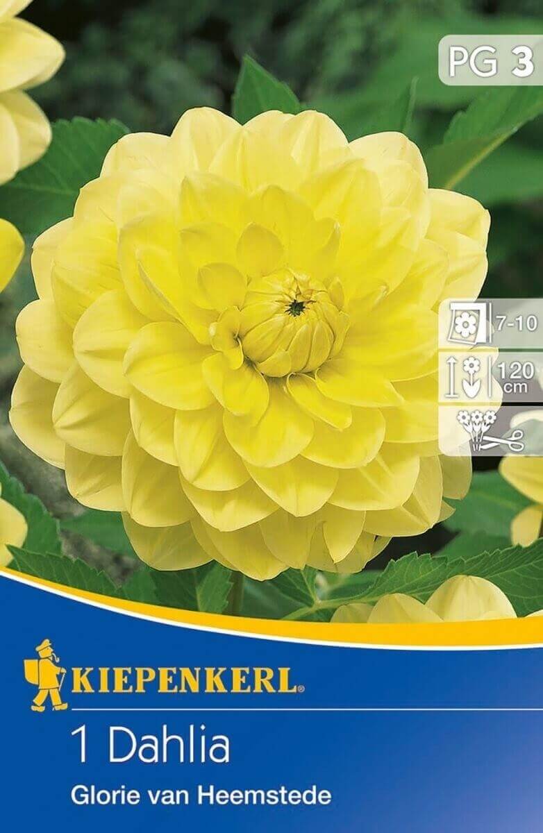 Kiepenkerl Dahlia Glorie van Heemstede dália gumó 3 4000159720411