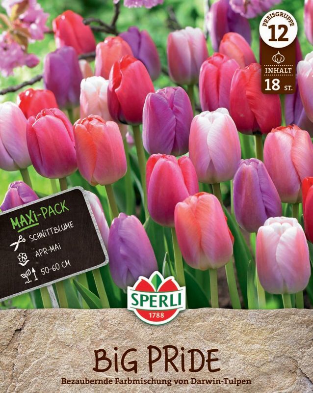 Sperli Maxi Tulpen Big Pride Mischung darwin hibrid tulipán virághagyma