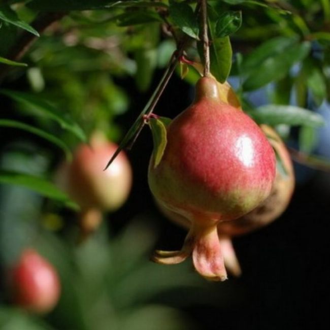 Punica Granatum Nana Gracilissima Clt Gr N Talma