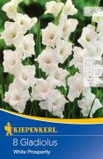 Kiepenkerl Gladiolus White Prosperity kardvirg virghagymk 4'