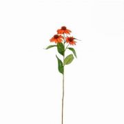 Mica Echinacea narancssrga mnvny 62 cm