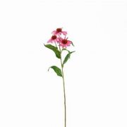 Mica Echinacea rzsaszn mnvny 62 cm