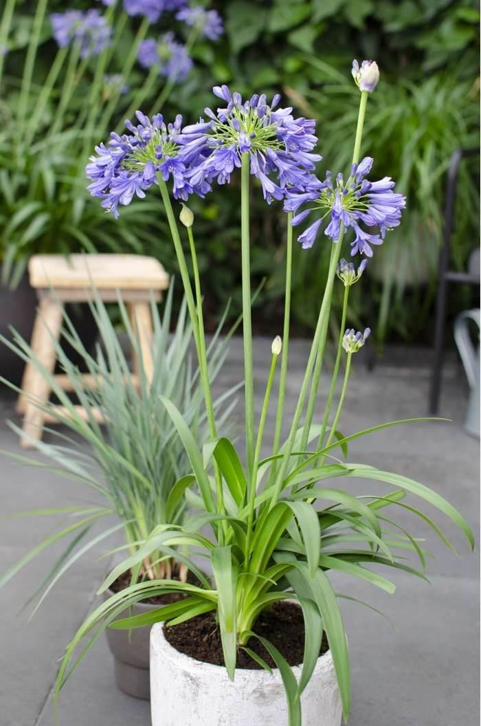 Agapanthus Ever Sapphire Clt