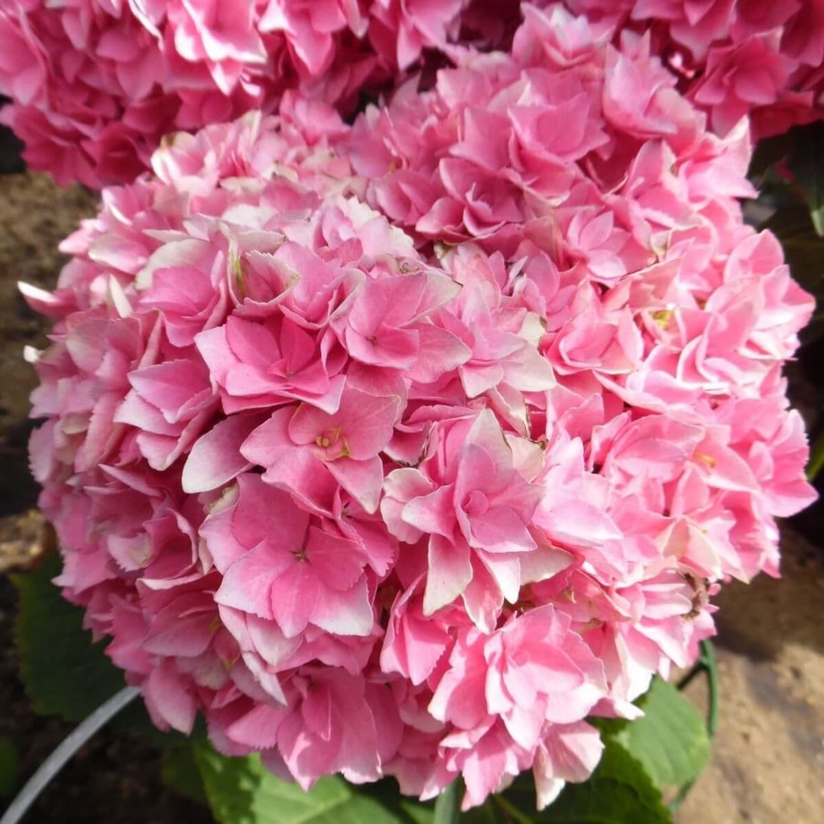 Hydrangea macrophylla double pink hortenzia 5 literes cserépben