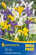 Kiepenkerl Iris hollandica Mix vegyes risz virghagymk MEGA PACK