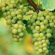  Vitis vinifera 'Terez' CLT5 150/175 borterm szl