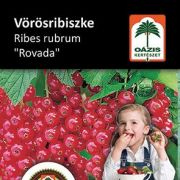 Ozis ribiszke - Ribes rubrum 