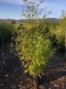  Bambusa Bissetii svnybambusz CLT10-es cserpben 100/150 cm