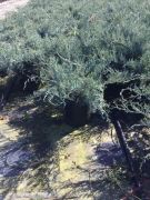  Juniperus  virg.'Grey  Owl'CLT18  1/2T borka