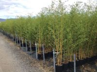  Zldcskos aranyszr bambusz Bambusa Aureosulcata 'Spect.' CLT10