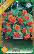  Begonia Pendula Orange begnia gumk 3'
