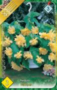  Begonia Pendula Yellow begnia gumk 3'