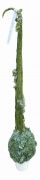  grincsfa nobilis fenyalapbl, 12-es fehr kermia kaspban, kb. 120 cm magas