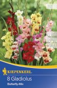 Kiepenkerl Gladiolus Butterfly Mix kardvirg virghagymk 4'