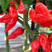 Ozis Naga Jolokia rendkvl csps szellem chili paprika palnta 12 cm-es cserpben