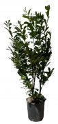  Prunus Laurocerasus Novita (R) babrmeggy CLT18 125/150 cm