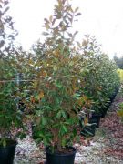  rkzld liliomfa Magnolia Gran. 'Gallison.' CLT30 125/150 cm