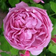  Rosa Charles Rennie Mackintosh cserepes rzsa