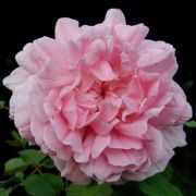  Rosa Ausglisten cserepes rzsa
