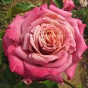  Rosa Fabulous cserepes rzsa