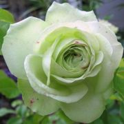 Rosa Lovely Green cserepes rzsa