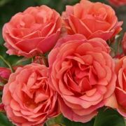  Rosa Mandarin  cserepes rzsa
