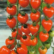 Ozis Tomatoberry folytonnv koktlparadicsom palnta 12 cm-es cserpben