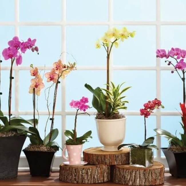 Tpoldatok orchidekhoz