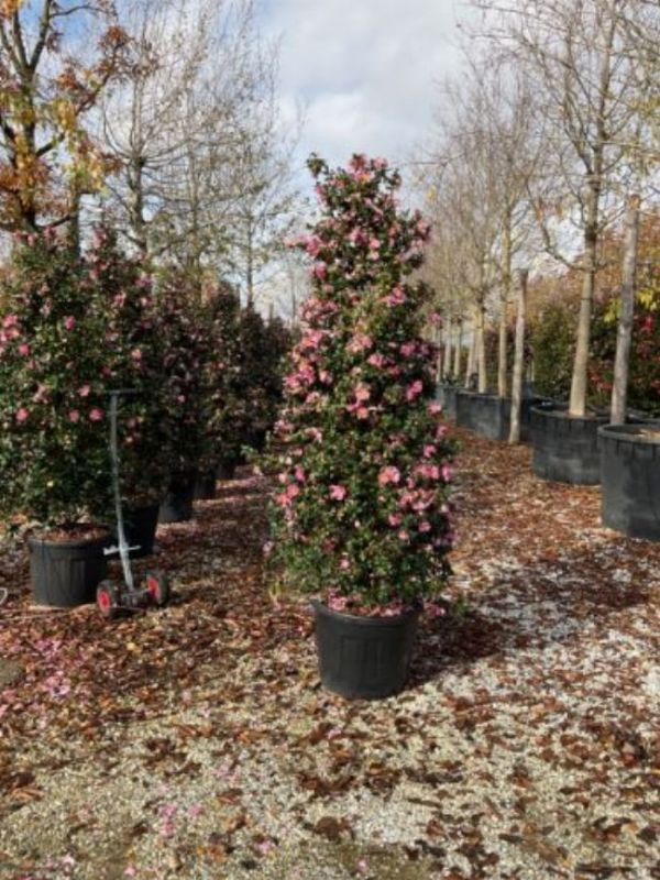 CAMELLIA SASANQUA CLT. 10 kar csonyi kam lia 8033103048343