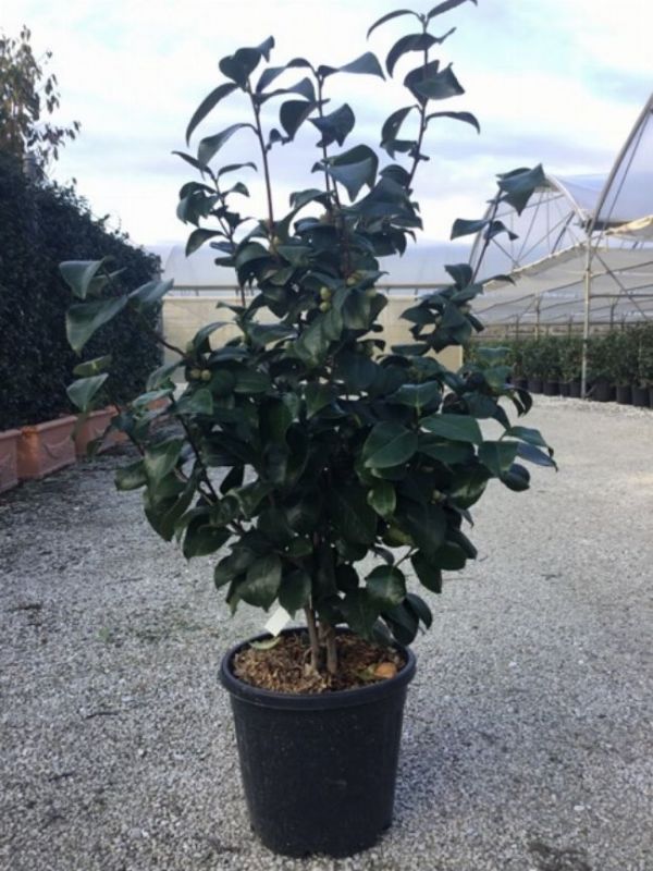 CAMELLIA JAPONICA NUCCIO S PEARL CLT. 7 jap n kam lia 8033103410881