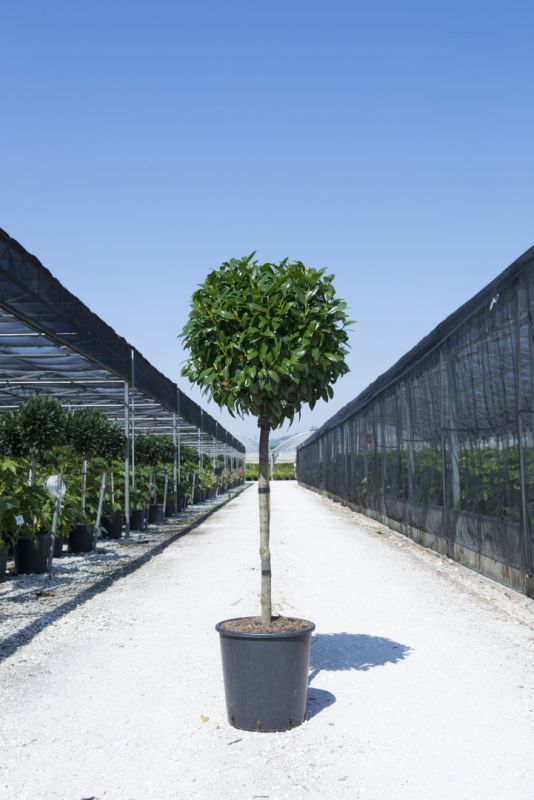 Prunus Laurocerasus Kleopatra R Clt Half Standard Tr