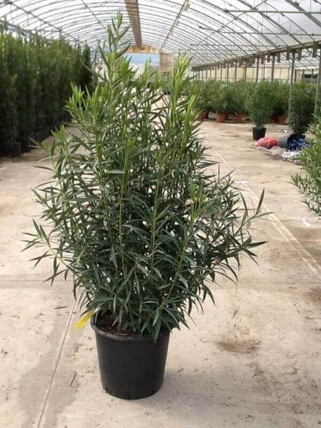 Leander Nerium Oleander CLT35 125 150 cm 8033103168522