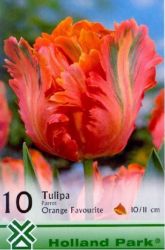  Tulipa Parrot Orange Favorite tulipn virghagymk 3’