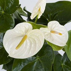  Anthurium Flamingvirg piros 12 cm-es cserpben kb. 40 cm magas