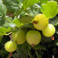 Ozis egres - Ribes uva crispa "Hinnomaki grn" - kontneres, zld terms