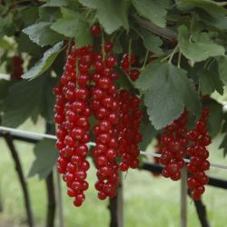 Ozis ribiszke - Ribes rubrum "Rovada" kontneres, bterm, nagy frt c2 40/50