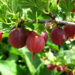 Ozis egres - Ribes uva crispa "Hinnomaki rot" - kontneres, piros terms c2 30/40