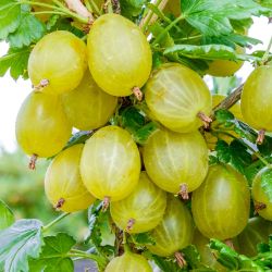 Ozis egres - Ribes uva crispa "Invicta" - kontneres, srga terms c2 30/40