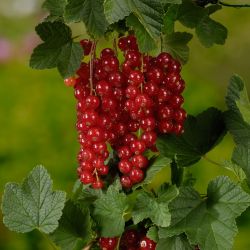 Ozis ribizli - Ribes rubrum "Jonkheer van Tets" - kontneres, nagy termshozam fajta c2 40/50