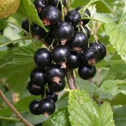 Ozis feketeribiszke - Ribes nigrum "Titania" - kontneres, rezisztens, ellenll fajta c2 40/50