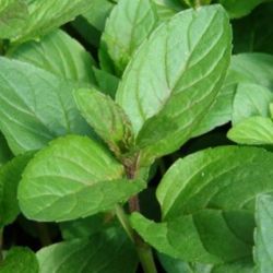 Ozis Csoki menta palnta 12 cm-es cserpben