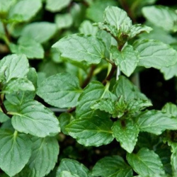Ozis Rg menta palnta 12 cm-es cserpben