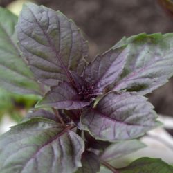  Vrslevel bazsalikom palnta (Ocimum chianti) 12 cm-es cserpben (szllts prilis elejtl)