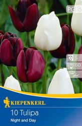 Kiepenkerl Tulipa Night & Day ksei egyszer virg tulipn virghagymk (szllts 2024.09.01-09.15 kztt)