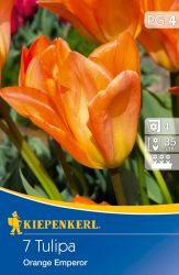Kiepenkerl Tulipa Orange Kaiser (Orange Emperor) Fosteriana tulipn virghagymk (szllts 2024.09.01-09.15 kztt)