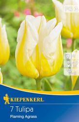 Kiepenkerl Tulipa Flaming Agrass Triumph tulipn virghagymk (szllts 2024.09.01-09.15 kztt)