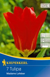 Kiepenkerl Tulipa Roter Kaiser (Madame Lefeber) Fosteriana tulipn virghagymk (szllts 2024.09.01-09.15 kztt)