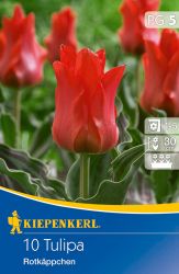 Kiepenkerl Tulipa Rotkappchen Greigii tulipn virghagymk (szllts 2024.09.01-09.15 kztt)