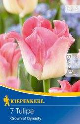 Kiepenkerl Tulipa Crown of Dynasty korona tulipn virghagymk (szllts 2024.09.01-09.15 kztt)