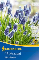 Kiepenkerl Muscari Night Eyes gyngyike virghagymk